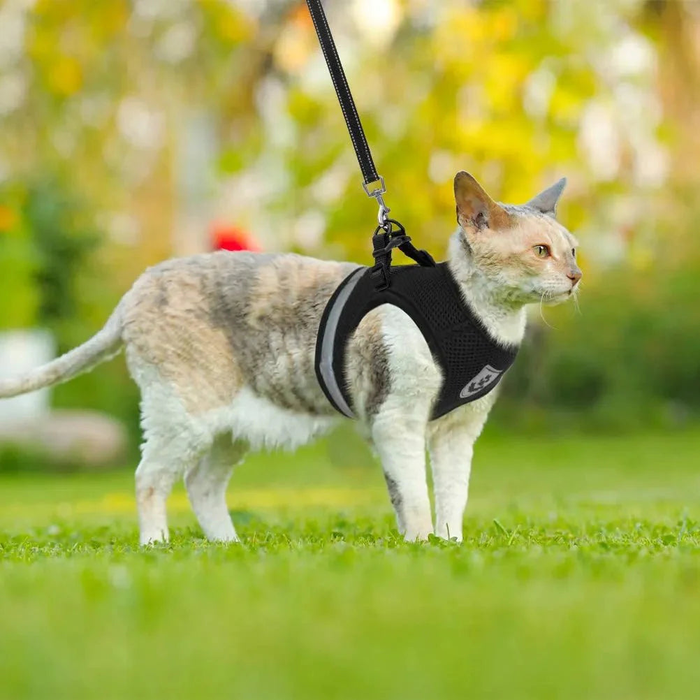 Breathable Cat Harness and Leash
